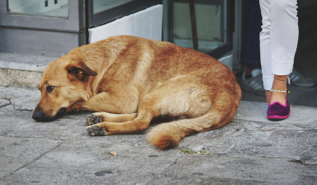 Guidelines for safe dog interactions: respect their rest, ask before petting, and learn to recognize defensive body language signs.